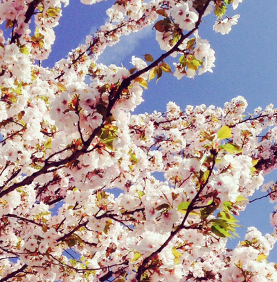 Fighting allergies this Spring